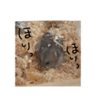 わたしのハムスター集（個別スタンプ：4）