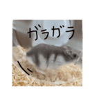 わたしのハムスター集（個別スタンプ：5）