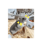 わたしのハムスター集（個別スタンプ：6）