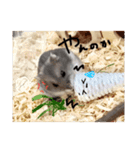 わたしのハムスター集（個別スタンプ：7）