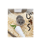 わたしのハムスター集（個別スタンプ：8）