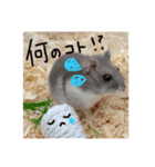 わたしのハムスター集（個別スタンプ：9）