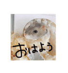 わたしのハムスター集（個別スタンプ：11）
