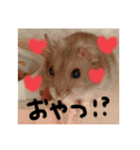 わたしのハムスター集（個別スタンプ：13）