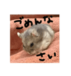 わたしのハムスター集（個別スタンプ：15）