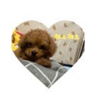 トイプードル（sea君）（個別スタンプ：1）