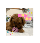 トイプードル（sea君）（個別スタンプ：6）