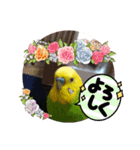 インコりくちゃん♡ぴぃちゃんスタンプ（個別スタンプ：12）