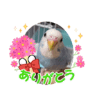 インコりくちゃん♡ぴぃちゃんスタンプ（個別スタンプ：17）