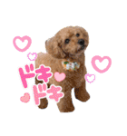 チャッピーさんの日常（個別スタンプ：1）