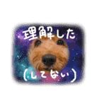 チャッピーさんの日常（個別スタンプ：19）