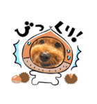 チャッピーさんの日常（個別スタンプ：22）