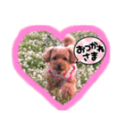 チャッピーさんの日常（個別スタンプ：27）