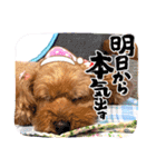チャッピーさんの日常（個別スタンプ：33）