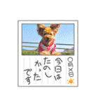 チャッピーさんの日常（個別スタンプ：38）