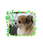 フワフワ永遠君（個別スタンプ：1）