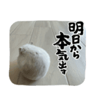 くるくるちゃんの日常3（個別スタンプ：8）