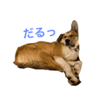 保護犬くん（個別スタンプ：1）