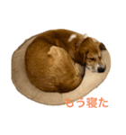 保護犬くん（個別スタンプ：6）