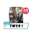チワワのりんてんるん（個別スタンプ：1）