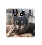 チワワのりんてんるん（個別スタンプ：3）