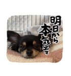 チワワのりんてんるん（個別スタンプ：5）
