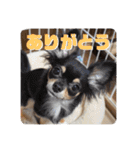 チワワのりんてんるん（個別スタンプ：7）