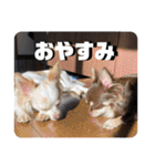 チワワのりんてんるん（個別スタンプ：11）