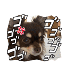 チワワのりんてんるん（個別スタンプ：15）