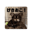 チワワのりんてんるん（個別スタンプ：16）