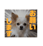 チワワのりんてんるん（個別スタンプ：17）