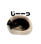 チワワのりんてんるん（個別スタンプ：24）