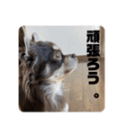 チワワのりんてんるん（個別スタンプ：25）