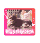 チワワのりんてんるん（個別スタンプ：27）
