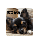 チワワのりんてんるん（個別スタンプ：28）