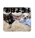 チワワのりんてんるん（個別スタンプ：30）