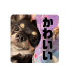 チワワのりんてんるん（個別スタンプ：31）