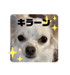チワワのりんてんるん（個別スタンプ：33）