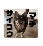 チワワのりんてんるん（個別スタンプ：36）