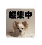 チワワのりんてんるん（個別スタンプ：39）