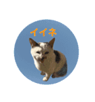 ながね家④（個別スタンプ：5）