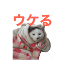 ながね家④（個別スタンプ：19）