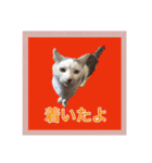 ながね家④（個別スタンプ：31）