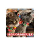ロシアンブルーのトムとキジシロのとの（個別スタンプ：12）
