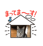 ロシアンブルーのトムとキジシロのとの（個別スタンプ：24）