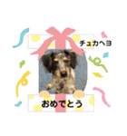 シルバがやって来た！ヤァ！ヤァ！ヤァ！（個別スタンプ：8）