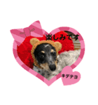 シルバがやって来た！ヤァ！ヤァ！ヤァ！（個別スタンプ：10）