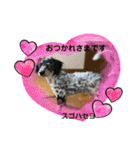 シルバがやって来た！ヤァ！ヤァ！ヤァ！（個別スタンプ：11）
