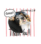 シルバがやって来た！ヤァ！ヤァ！ヤァ！（個別スタンプ：14）