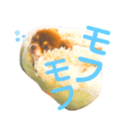 チョコちゃんスタンプ♡*(ふんわり編)（個別スタンプ：1）